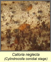 Calloria neglecta