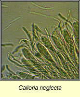 Calloria neglecta