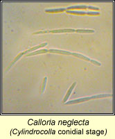 Calloria neglecta