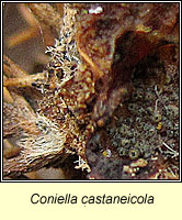 Coniella castaneicola