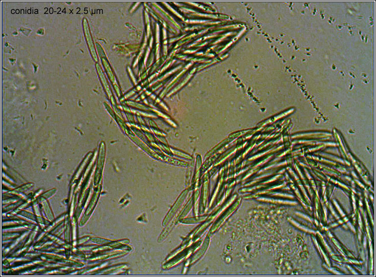 Coniella castaneicola