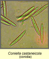 Coniella castaneicola