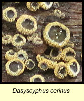 Dasyscyphus cerinus