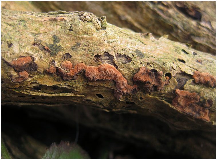 Stereum rugosum, Bleeding Broadleaf Crust