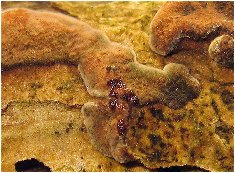 Stereum rugosum, Bleeding Broadleaf Crust