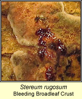 Stereum rugosum, Bleeding Broadleaf Crust