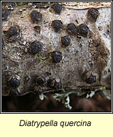 Diatrypella quercina