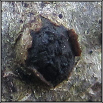 Diatrypella quercina