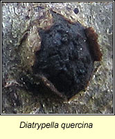 Diatrypella quercina