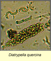 Diatrypella quercina