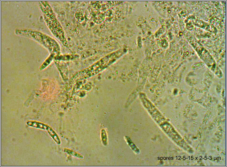 Hydropisphaera arenula