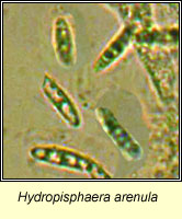 Hydropisphaera arenula