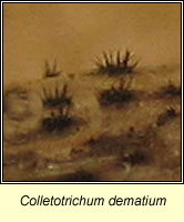 Colletotrichum dematium