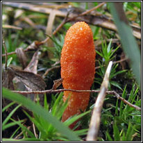 Cordyceps militaris