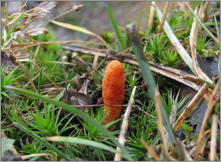 Cordyceps militaris