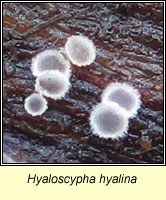 Hyaloscypha hyalina