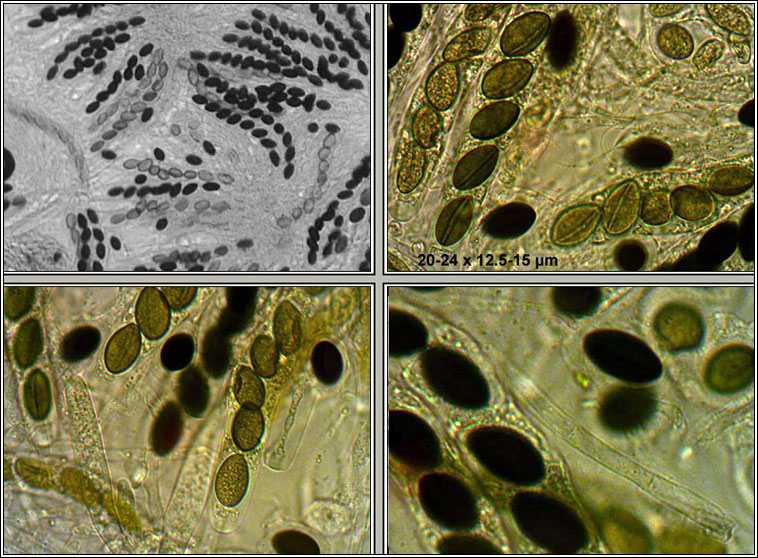 Podosordaria tulasnei