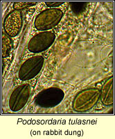 Podosordaria tulasnei