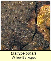 Diatrype bullata, Willow Barkspot