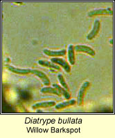 Diatrype bullata, Willow Barkspot