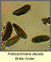 Kretzschmaria deusta