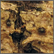 Melanomma fuscidulum