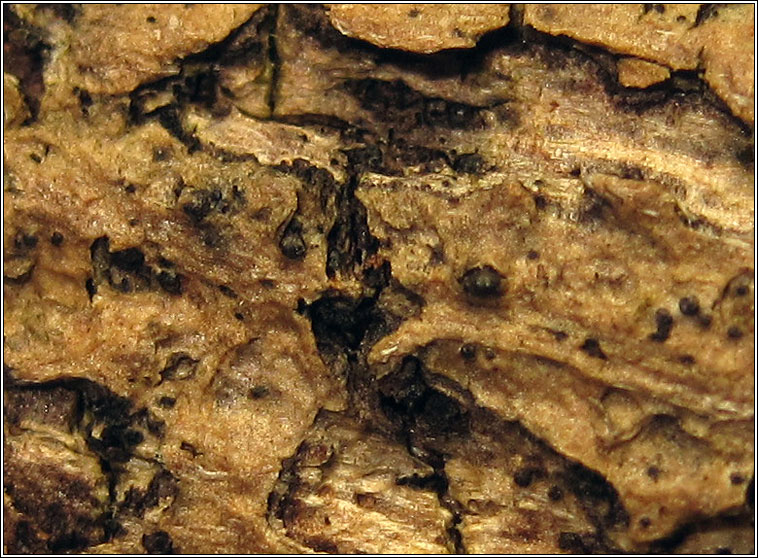 Melanomma fuscidulum