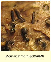 Melanomma fuscidulum