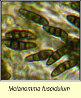 Melanomma fuscidulum