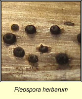 Pleospora herbarum