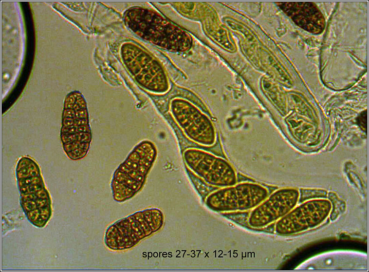 Pleospora herbarum