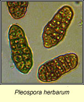 Pleospora herbarum