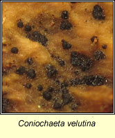 Coniochaeta velutina