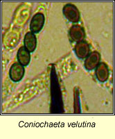 Coniochaeta velutina