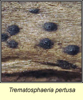 Trematosphaeria pertusa