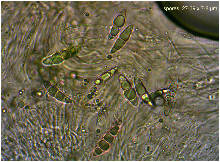 Trematosphaeria pertusa