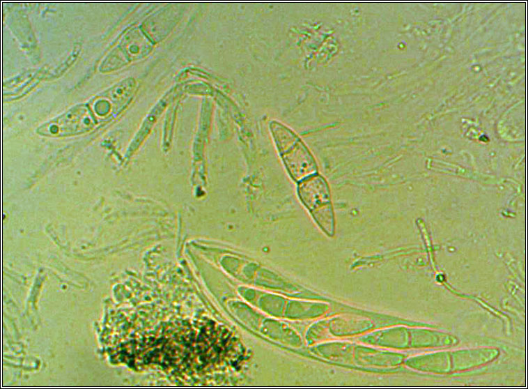 Trematosphaeria pertusa