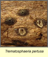 Trematosphaeria pertusa