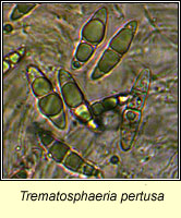 Trematosphaeria pertusa