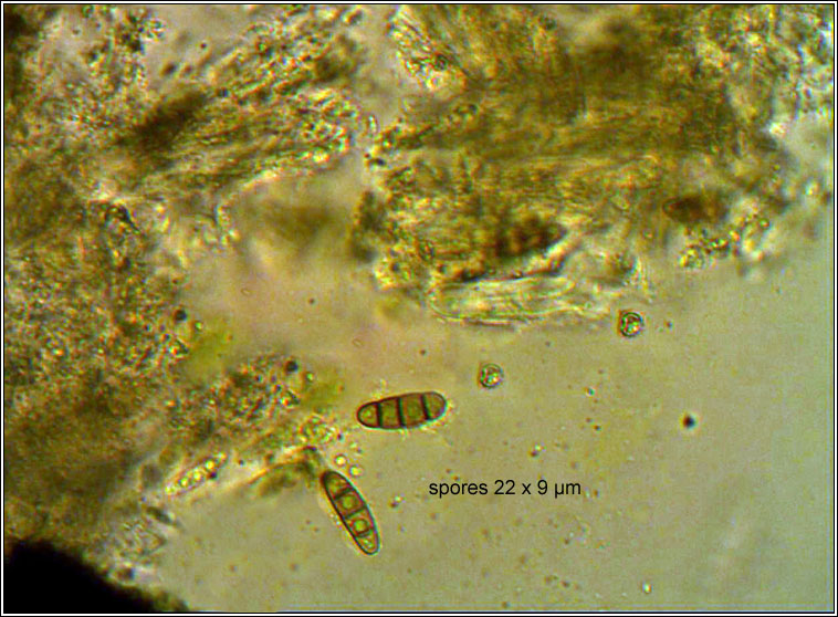 Hysterium angustatum, spores