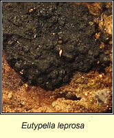 Eutypella leprosa