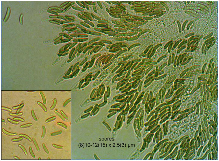 Eutypella leprosa