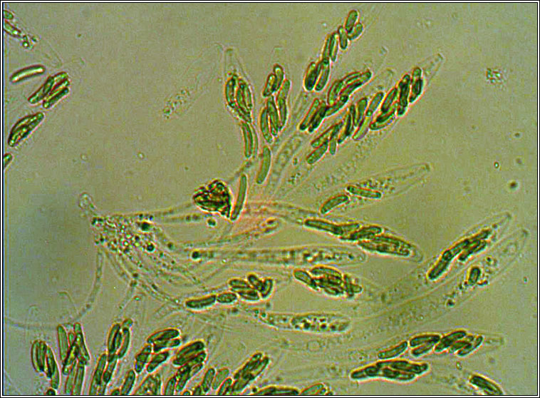 Eutypella leprosa