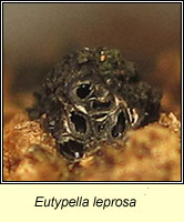 Eutypella leprosa