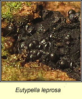 Eutypella leprosa