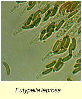 Eutypella leprosa