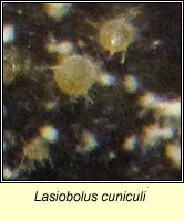 Lasiobolus cuniculi