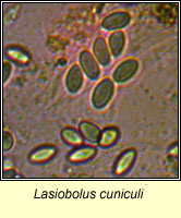 Lasiobolus cuniculi