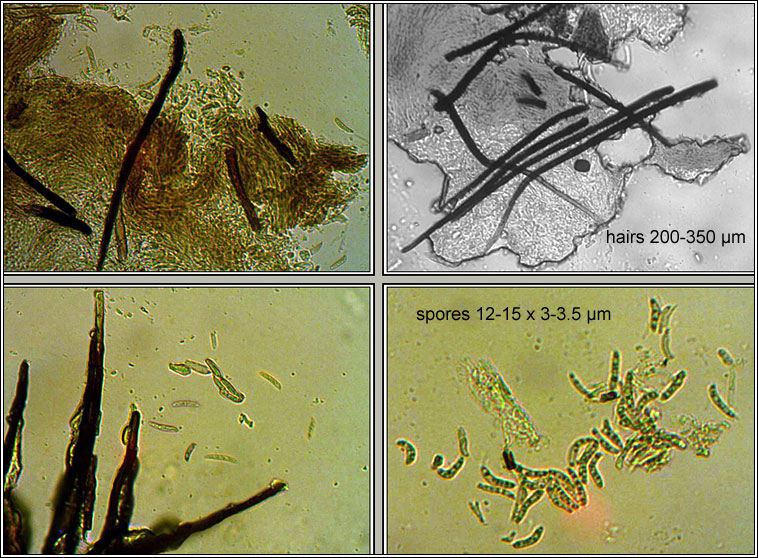 Chaetosphaeria callimorpha