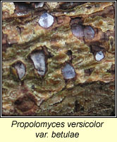 Propolomyces versicolor var betulae